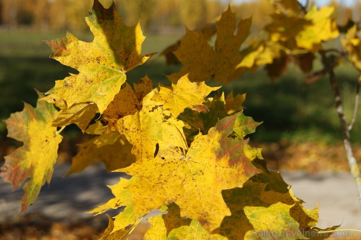 Rudens burvība ir pārņēmusi Sēliju. Travelnews.lv redakcija apmeklē Neretu, novadu pašā Latvijas - Lietuvas pierobežā Rudens burvība ir pārņēmusi Sēliju. Travelnews.lv redakcija apmeklē Neretu, novadu pašā Latvijas - Lietuvas pierobežā 107479