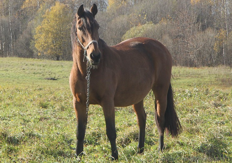 Rudens izglezno Latgali - Krāslavas novads - kādreiz zirgs bija katrā viensēta, bet tagad tas ir jau retums arī Latgalē. Foto sponsors: www.Sirsnigi.l 107854