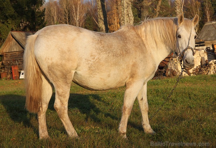 Rudens izglezno Latgali - Krāslavas novads - kādreiz zirgs bija katrā viensēta, bet tagad tas ir jau retums arī Latgalē. Foto sponsors: www.Sirsnigi.l 107855