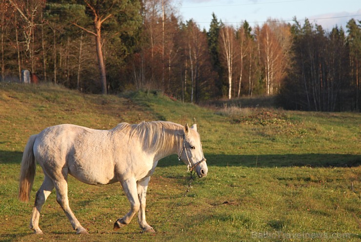 Rudens izglezno Latgali - Krāslavas novads - kādreiz zirgs bija katrā viensēta, bet tagad tas ir jau retums arī Latgalē. Foto sponsors: www.Sirsnigi.l Rudens izglezno Latgali - Krāslavas novads - kādreiz zirgs bija katrā viensēta, bet tagad tas ir jau retums arī Latgalē. Foto sponsors: www.Sirsnigi.l 107857