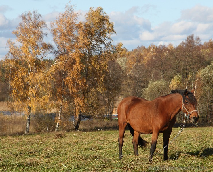Rudens izglezno Latgali - Krāslavas novads - kādreiz zirgs bija katrā viensēta, bet tagad tas ir jau retums arī Latgalē. Foto sponsors: www.Sirsnigi.l 107858