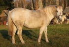 Rudens izglezno Latgali - Krāslavas novads - kādreiz zirgs bija katrā viensēta, bet tagad tas ir jau retums arī Latgalē. Foto sponsors: www.Sirsnigi.l 12