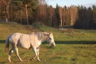 Rudens izglezno Latgali - Krāslavas novads - kādreiz zirgs bija katrā viensēta, bet tagad tas ir jau retums arī Latgalē. Foto sponsors: www.Sirsnigi.l 14