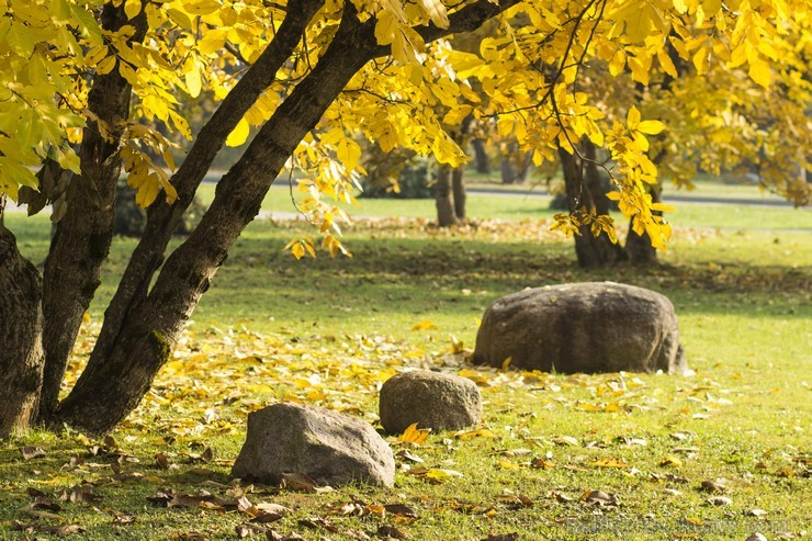 Siguldas spieķu parks ir veltījums Siguldas raksturīgākajam suvenīram – pastaigu spieķim 107910