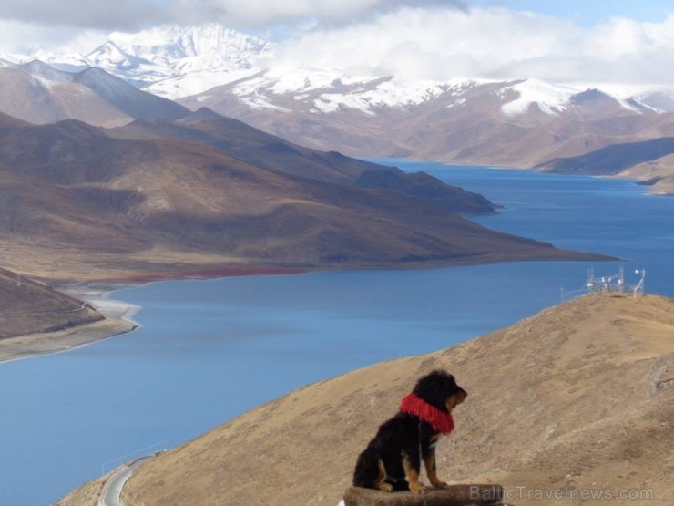 Pie Yamdrok Tso ezera par divām juaņām pozē ne tikai tibetieši un ceļotāji, bet arī īstens Tibetas kalnu suns - www.impro.lv 108379