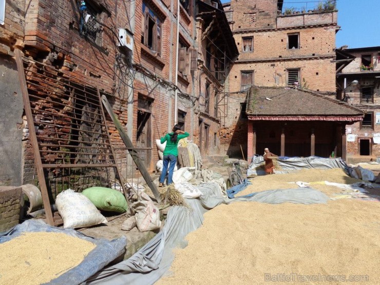 Katmandu ielejā zemnieki steidz novākt rīsus, kurus vēlāk saimnieces kaltē saulē, izmantojot ikvienu Bahtapuras senpilsētas pagalmu - www.impro.lv 108408