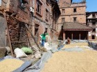 Katmandu ielejā zemnieki steidz novākt rīsus, kurus vēlāk saimnieces kaltē saulē, izmantojot ikvienu Bahtapuras senpilsētas pagalmu - www.impro.lv 31