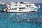 Snorkelēšana Sarkanajā jūrā ir gandrīz kā pienākums katram tūristam  - vairāk informācijas par ceļojumiem uz Ēģipti skatiet pie GoAdventure 8