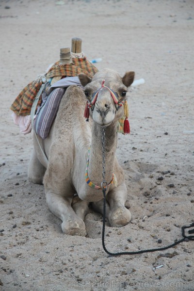 Kopā ar kamieļiem un beduīņiem tuksnesī pie Hurgadas. Vairāk informācijas par ceļojumiem uz Ēģipti pie tūroperatora GoAdventure 109107