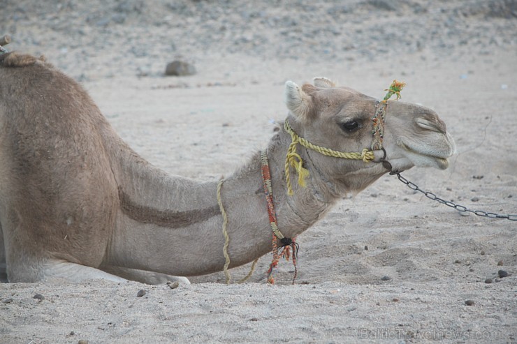 Kopā ar kamieļiem un beduīņiem tuksnesī pie Hurgadas. Vairāk informācijas par ceļojumiem uz Ēģipti pie tūroperatora GoAdventure 109121