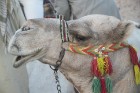 Kopā ar kamieļiem un beduīņiem tuksnesī pie Hurgadas. Vairāk informācijas par ceļojumiem uz Ēģipti pie tūroperatora GoAdventure 1