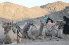 Kopā ar kamieļiem un beduīņiem tuksnesī pie Hurgadas. Vairāk informācijas par ceļojumiem uz Ēģipti pie tūroperatora GoAdventure 2