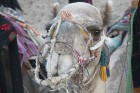 Kopā ar kamieļiem un beduīņiem tuksnesī pie Hurgadas. Vairāk informācijas par ceļojumiem uz Ēģipti pie tūroperatora GoAdventure 4