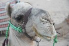 Kopā ar kamieļiem un beduīņiem tuksnesī pie Hurgadas. Vairāk informācijas par ceļojumiem uz Ēģipti pie tūroperatora GoAdventure 5