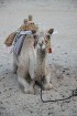 Kopā ar kamieļiem un beduīņiem tuksnesī pie Hurgadas. Vairāk informācijas par ceļojumiem uz Ēģipti pie tūroperatora GoAdventure 11