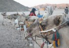 Kopā ar kamieļiem un beduīņiem tuksnesī pie Hurgadas. Vairāk informācijas par ceļojumiem uz Ēģipti pie tūroperatora GoAdventure 17