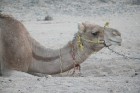 Kopā ar kamieļiem un beduīņiem tuksnesī pie Hurgadas. Vairāk informācijas par ceļojumiem uz Ēģipti pie tūroperatora GoAdventure 25