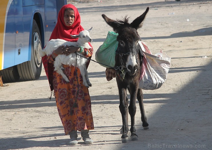Tūristu autobusu pieturvietās beduīni par naudu ļaujas fotografēties kopā ar dzīvniekiem. Vairāk par ceļojumiem uz Ēģipti - www.goadventure.lv 109574