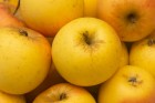 Līdz 8. decembrim Latvijas Dabas muzejā ir atvērta izstāde Āboli – Latvijas dārzu bagātība, kurā var aplūkot apmēram 200 dažādu Latvijā audzētu ābolu  1