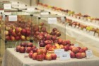 Latvijas Dabas muzejā apskatāma ābolu izstāde 2