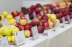 Latvijas Dabas muzejā apskatāma ābolu izstāde 7