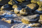 Katru ziemu Tūjas pludmale pārvēršas par dabas radītu mākslas darbu 33