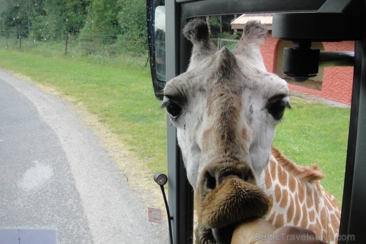 Serengenti Safari parks atrodas Vācijā. Caur parku braucam savā autobusā - tā varam pārvietoties lēnāk un redzēt vairāk  nekā ar žiglajiem safari busi 115848