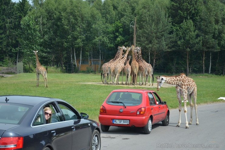 Žirafes bija ļoti ziņkārīgas. Vairāk informācijas par izklaides parkiem Vācijā skatīt šeit 115865
