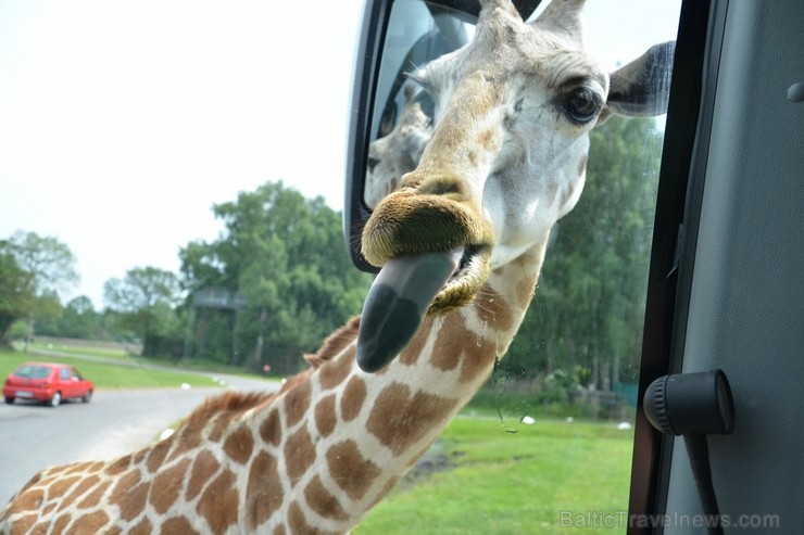 Žirafes bija ļoti ziņkārīgas. Vairāk informācijas par izklaides parkiem Vācijā skatīt šeit 115866