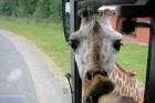 Serengenti Safari parks atrodas Vācijā. Caur parku braucam savā autobusā - tā varam pārvietoties lēnāk un redzēt vairāk  nekā ar žiglajiem safari busi 1