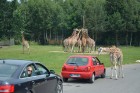 Žirafes bija ļoti ziņkārīgas. Vairāk informācijas par izklaides parkiem Vācijā skatīt šeit 19
