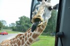 Žirafes bija ļoti ziņkārīgas. Vairāk informācijas par izklaides parkiem Vācijā skatīt šeit 20