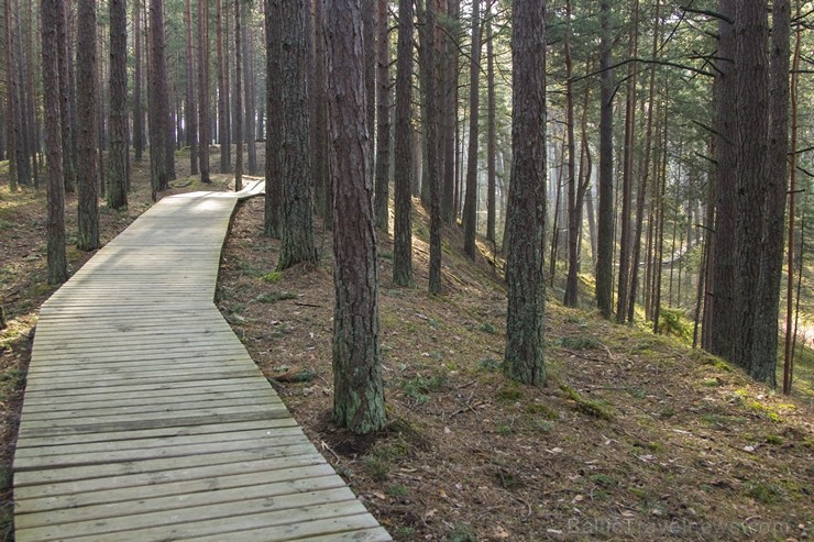 Ragakāpas dabas parks Jūrmalā ir jauka pavasarīgas pastaigas vieta 116544