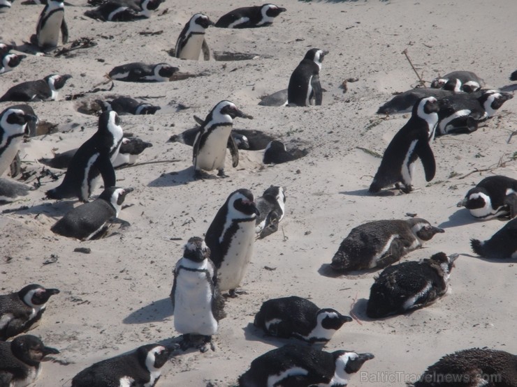 Šis ir laiks, kad pingvīni gavē un maina tērpus. Tad sākas meklēšanās un pārošanās laiks. Pingvīnu pāri paliek kopā uz mūžu. 116904