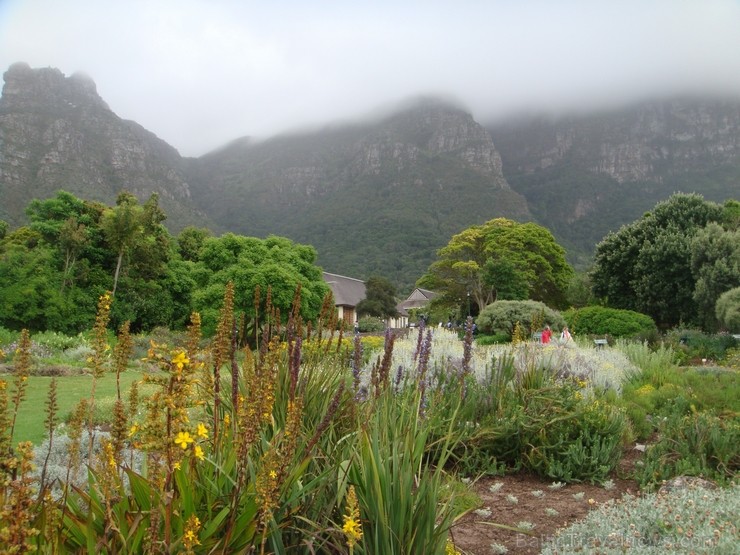 Kirstenbošas botāniskais dārzs. Nākamais ceļojums uz Āfriku notiks decembrī. Piesakieties jau tagad - šeit 116922