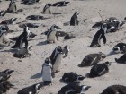 Šis ir laiks, kad pingvīni gavē un maina tērpus. Tad sākas meklēšanās un pārošanās laiks. Pingvīnu pāri paliek kopā uz mūžu. 9