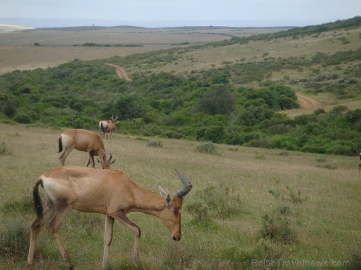 Visvairāk manījām dažādas antilopes- oriksus, springbukus un milzīgās gnu antilopes. Ceļojuma programmu var aplūkot šeit Visvairāk manījām dažādas antilopes- oriksus, springbukus un milzīgās gnu antilopes. Ceļojuma programmu var aplūkot šeit 117278