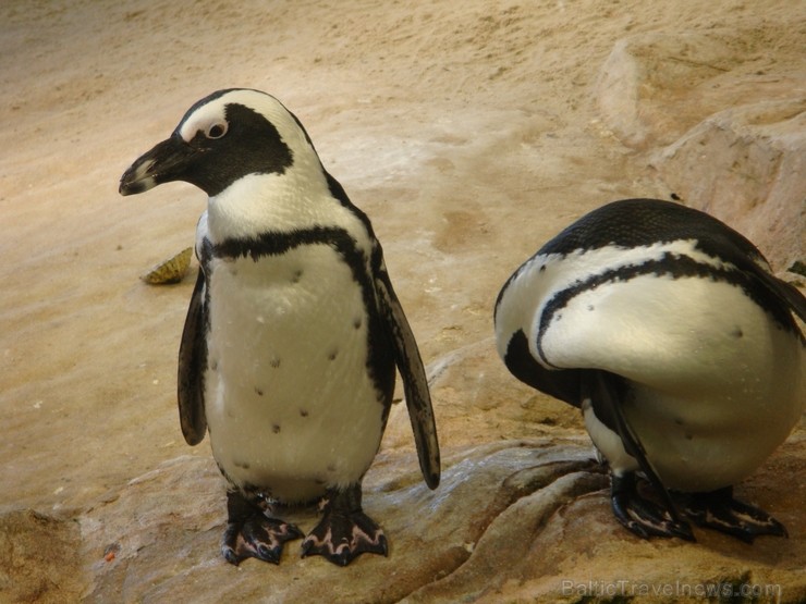 Pingvīnu pāris, šoreiz nebrīvē. Ceļojuma programmu var aplūkot šeit 117293