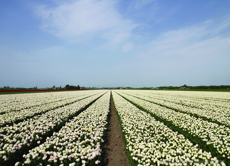 Jau pavisam drīz Holande pārvērtīsies plaukstošā ziedu paradīzē, kuru apmeklēs ceļotaju pūļi no pasaules malu malām 117584
