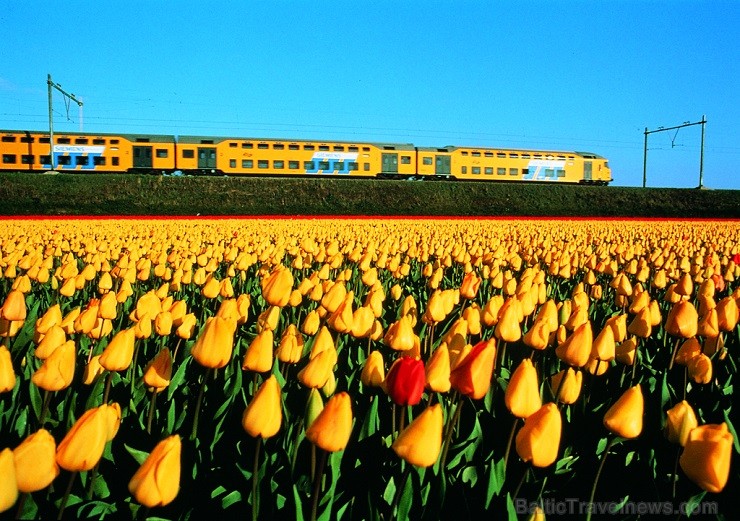Jau pavisam drīz Holande pārvērtīsies plaukstošā ziedu paradīzē, kuru apmeklēs ceļotaju pūļi no pasaules malu malām 117585