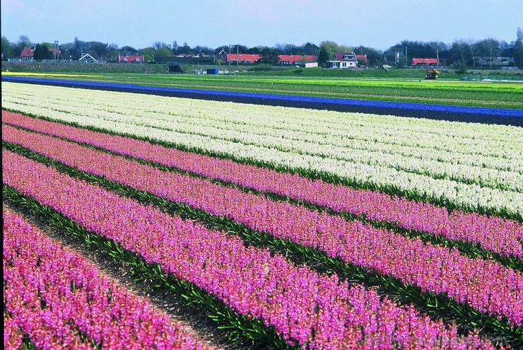 Jau pavisam drīz Holande pārvērtīsies plaukstošā ziedu paradīzē, kuru apmeklēs ceļotaju pūļi no pasaules malu malām 117586