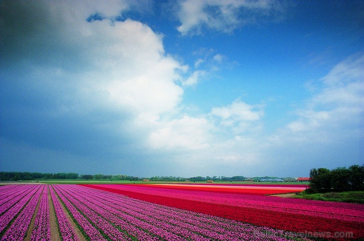 Jau pavisam drīz Holande pārvērtīsies plaukstošā ziedu paradīzē, kuru apmeklēs ceļotaju pūļi no pasaules malu malām 117587