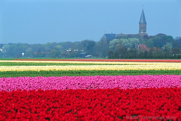 Jau pavisam drīz Holande pārvērtīsies plaukstošā ziedu paradīzē, kuru apmeklēs ceļotaju pūļi no pasaules malu malām 117588