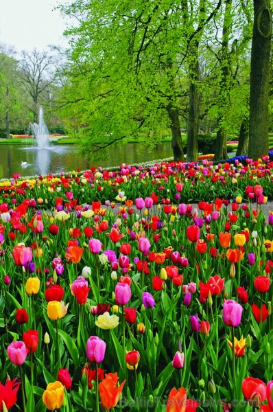 Jau pavisam drīz Holande pārvērtīsies plaukstošā ziedu paradīzē, kuru apmeklēs ceļotaju pūļi no pasaules malu malām 117600