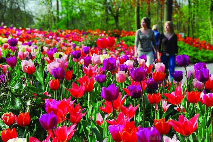 Jau pavisam drīz Holande pārvērtīsies plaukstošā ziedu paradīzē, kuru apmeklēs ceļotaju pūļi no pasaules malu malām 117602