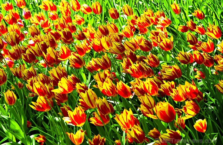 Jau pavisam drīz Holande pārvērtīsies plaukstošā ziedu paradīzē, kuru apmeklēs ceļotaju pūļi no pasaules malu malām 117613