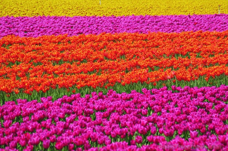 Jau pavisam drīz Holande pārvērtīsies plaukstošā ziedu paradīzē, kuru apmeklēs ceļotaju pūļi no pasaules malu malām 117620