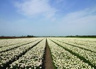 Jau pavisam drīz Holande pārvērtīsies plaukstošā ziedu paradīzē, kuru apmeklēs ceļotaju pūļi no pasaules malu malām 3