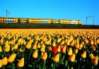 Jau pavisam drīz Holande pārvērtīsies plaukstošā ziedu paradīzē, kuru apmeklēs ceļotaju pūļi no pasaules malu malām 4