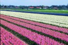Jau pavisam drīz Holande pārvērtīsies plaukstošā ziedu paradīzē, kuru apmeklēs ceļotaju pūļi no pasaules malu malām 5